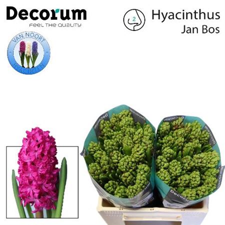 Hyacinth Jan Bos 32cm