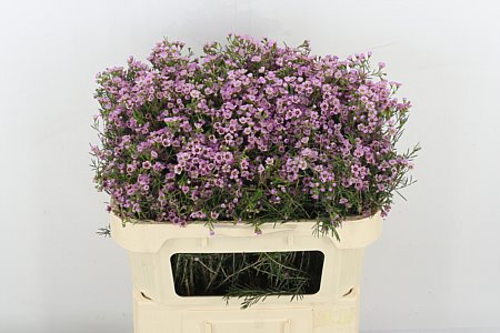 Waxflower