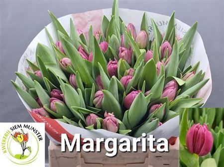 Tulip Double Margarita 37cm