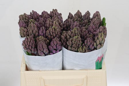 Hyacinth Purple Star 32cm