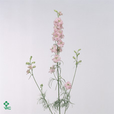 Delphinium Larkspur Pink Pale 70cm