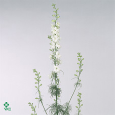 Delphinium Larkspur White 60cm