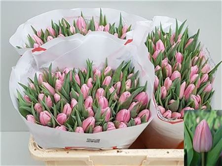 Tulip Aafke 40cm