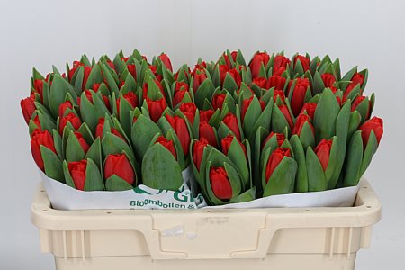 Tulip Escape 36cm
