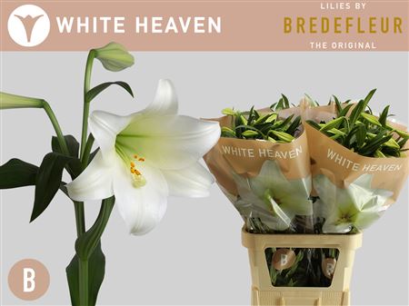 Lily Longiflorum White Heaven 3+ 95cm