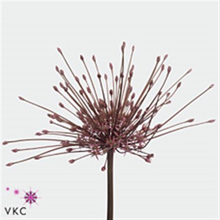 Allium Schuberti 55cm