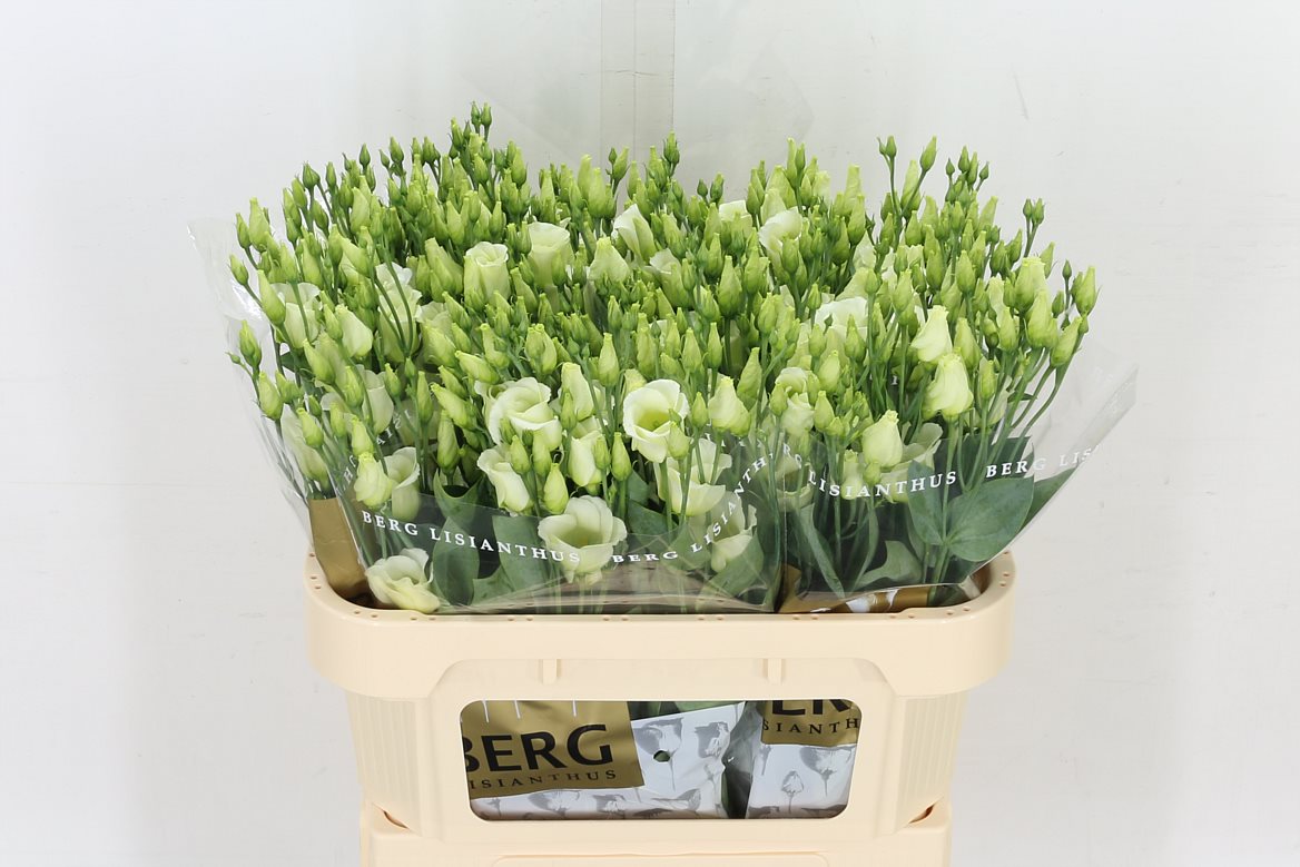 Eustoma/Lisianthus Single Picco Green 72cm