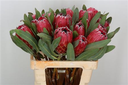 Protea Sheila 60cm