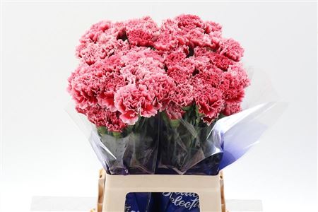 Carnation Single Cheerio 60cm