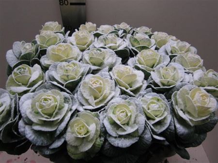 Brassica Bordeaux Splash Gold 60cm