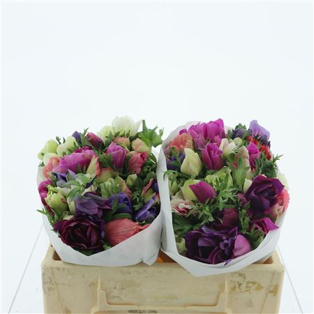 Anemone Mistral Mix Extra 30cm