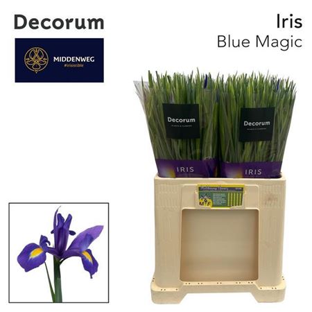 Iris Blue Magic 64cm