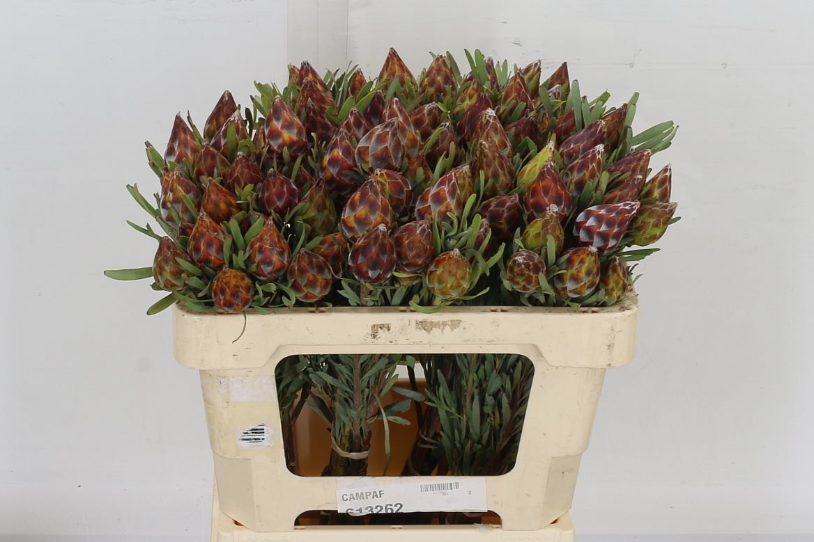 Kaaps Leucadendron Rubrum 50cm