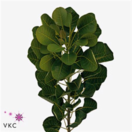 Cotinus C M Green Fount 100cm