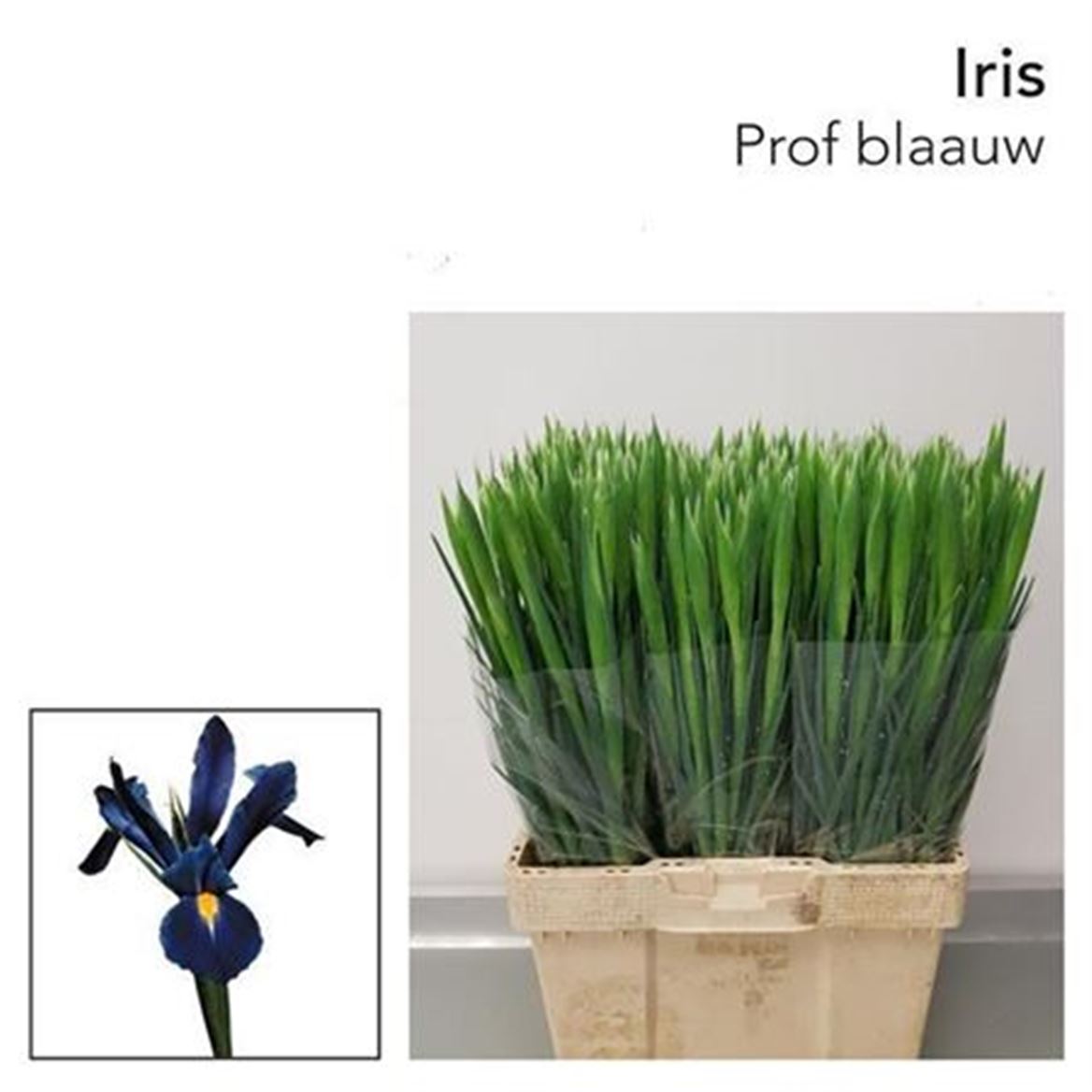 Iris Prof Blaauw 64cm