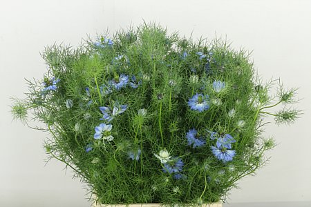 Nigella D Ov Blauw Bs