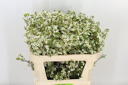 Chamelaucium (Waxflower) Crystal Pearl 60cm