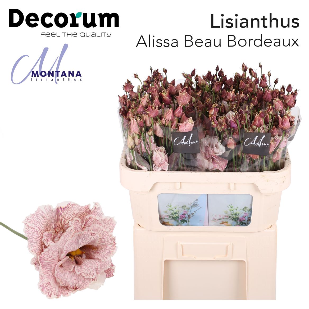 Eustoma/Lisianthus Double Alissa Beau Bordeuax 70cm