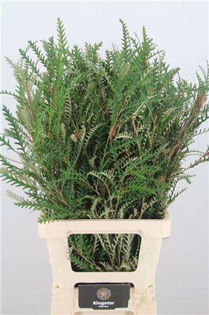 Grevillea Ivanhoe Bronze 55cm