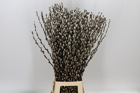 Pussy Willow 100cm