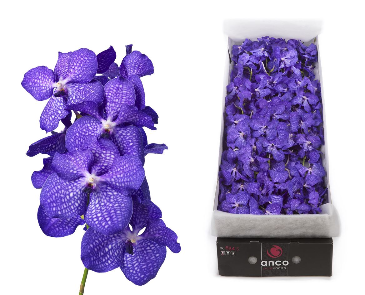 Vanda Orchid 16 Tak Blue Magic