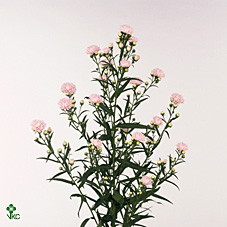 Aster Astee Pink Pearl 70cm