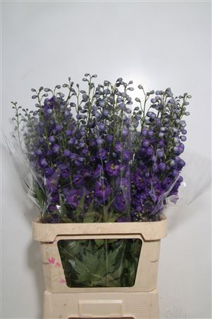 Delphinium Elatum Yewel 120cm