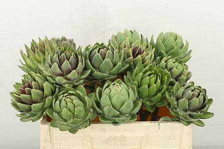 Cynara Sc Green Glob 40cm