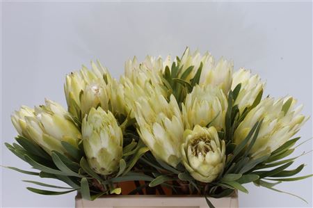 Protea Repens White 40cm