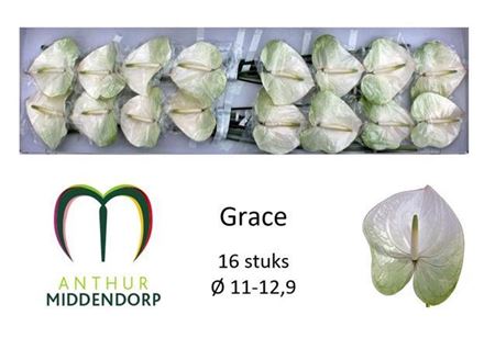 Anthurium Grace X10 10cm