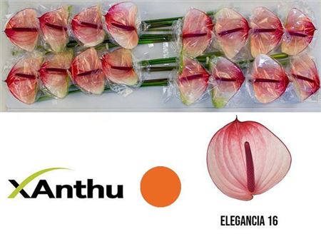 Anthurium A Max Elegan