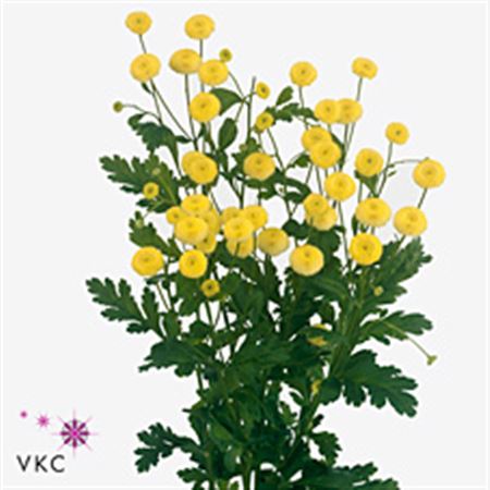 Tanacetum Amazone 45cm