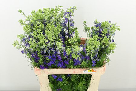 Delphinium Aj Ov Blauw 70cm