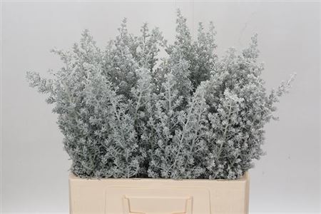 Maireana Sedifolia 60cm