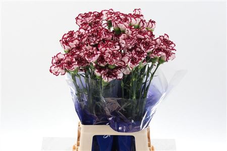 Carnation Single Olympia 70cm