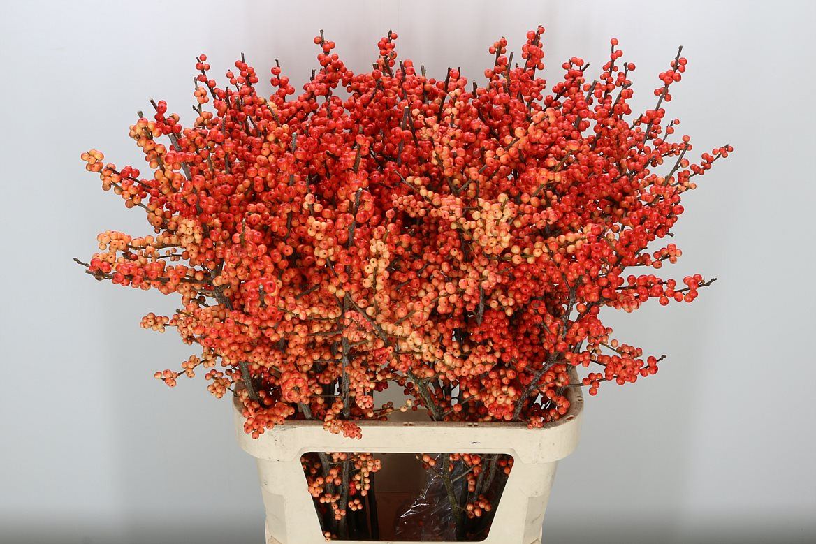 Ilex Ve Oudij Orange 60cm