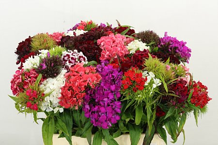 Sweet William Gem Bos 40cm