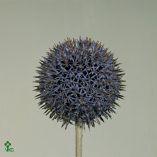 Echinacea Ba Blue Globe 60cm