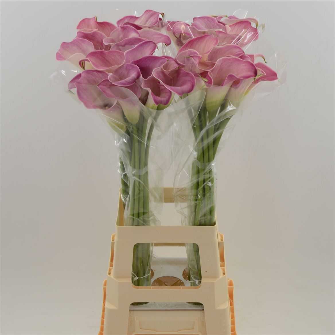 Calla Lilly Captain Romance 80cm