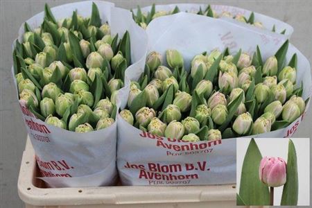 Tulip Double Endless Love 34cm