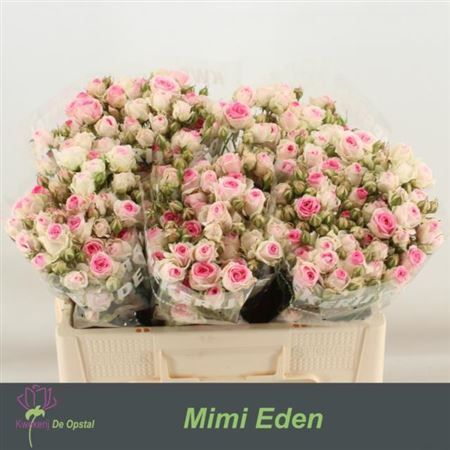 Rose Spray Mimi Eden 50cm