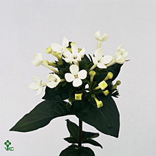 Bouvardia En Royal Daphne Supreme 70cm