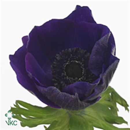 Anemone Blue 40cm