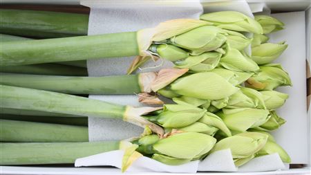 Amaryllis Polaris 12cm