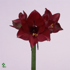 Amaryllis Tinto Night 12cm