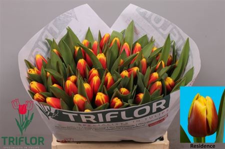 Tulip Residence 37cm