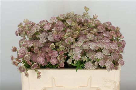 Astrantia Pink Sensation 50cm