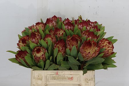 Protea Robijn 40cm