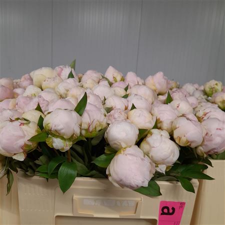 Peony Mothers Choice 50cm