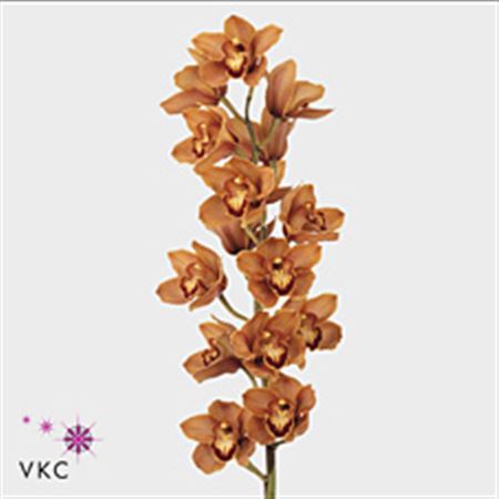 Cymbidium T Orange Mrs Britney 80cm